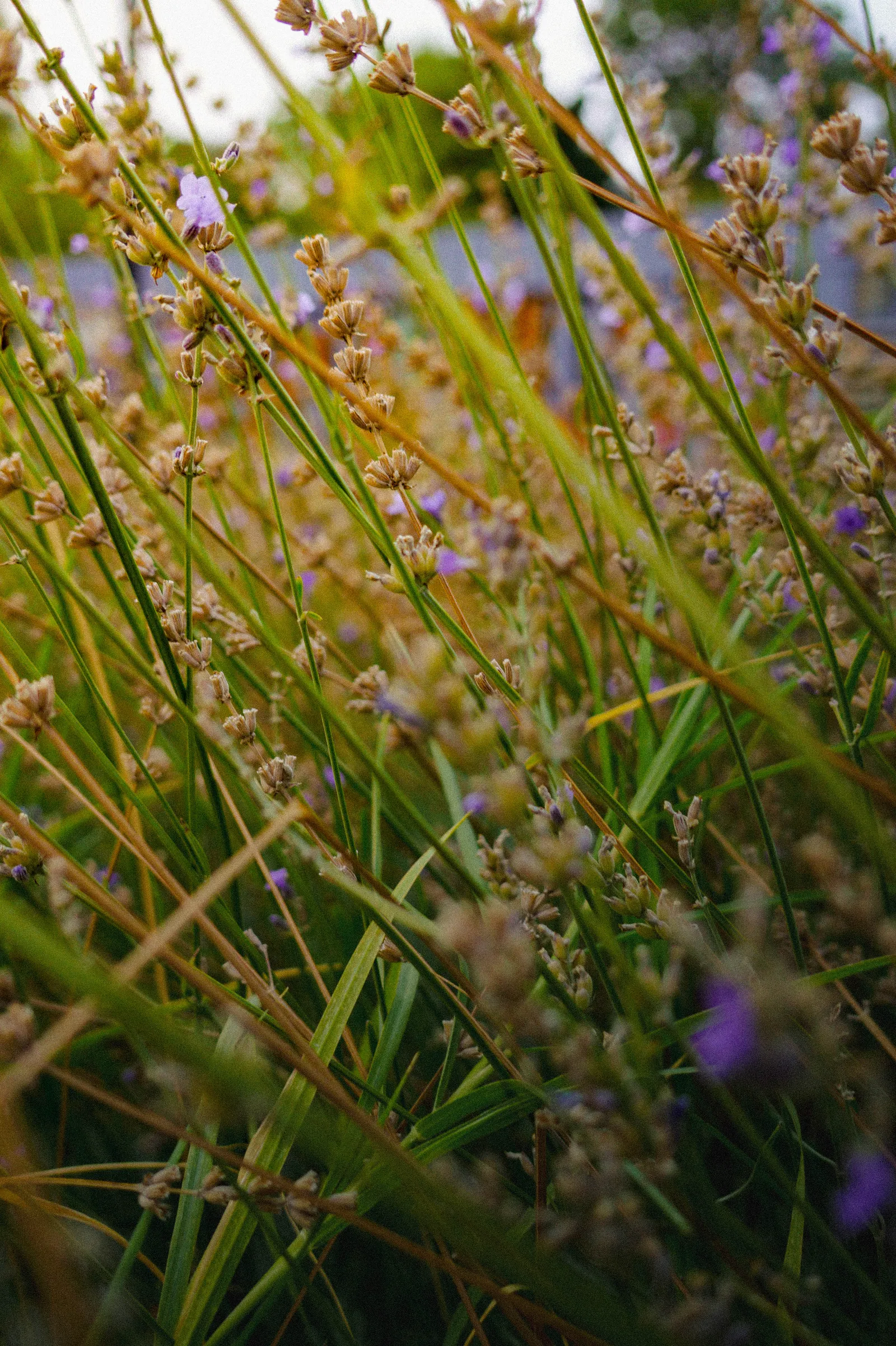 Grass, after grading