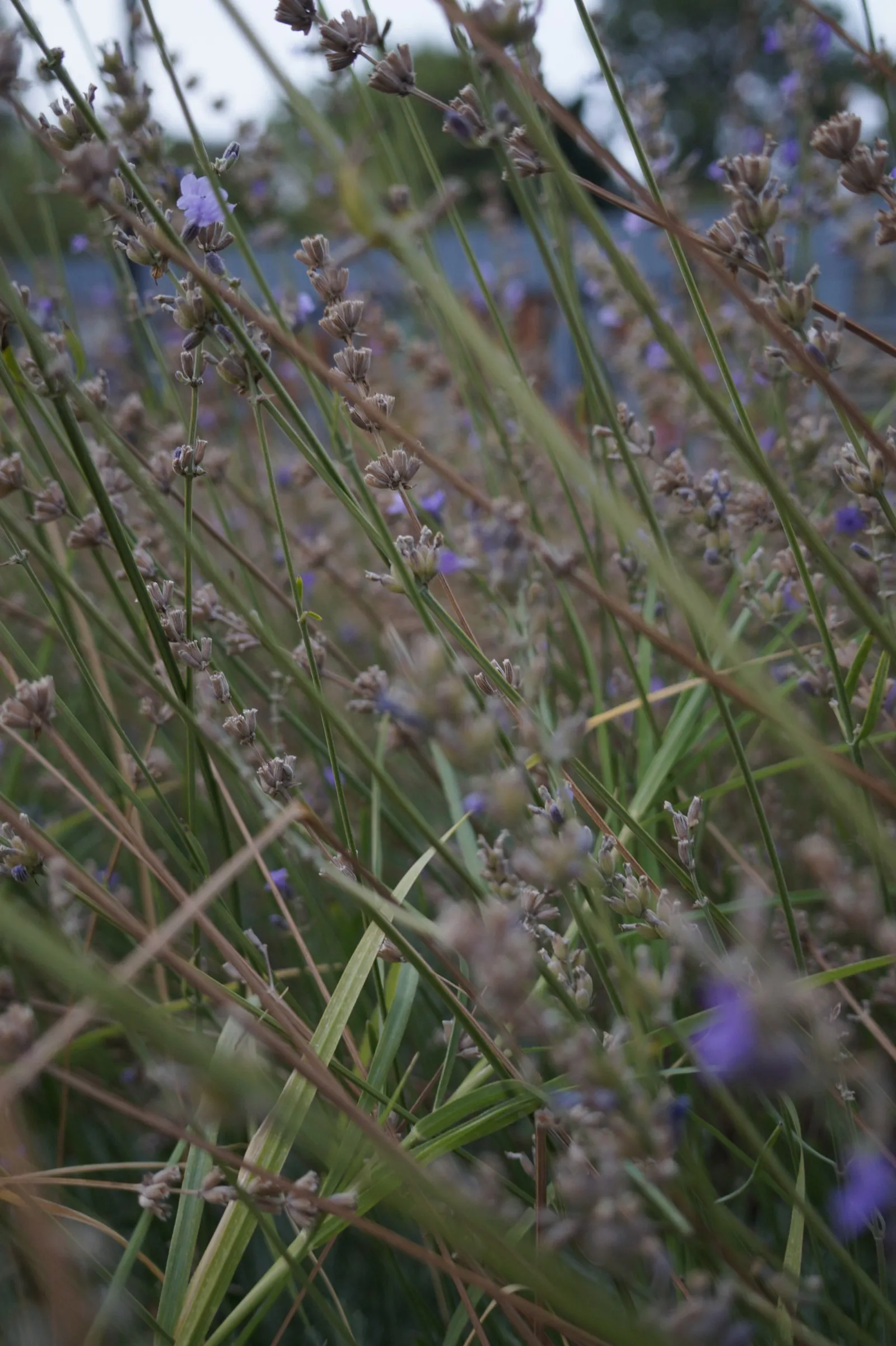 Grass, before grading